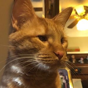 Meet your Posher, Fonda